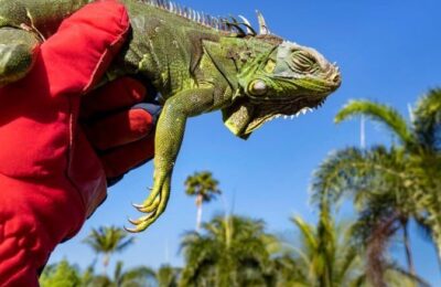 Florida – Iguane inghețate cad! Record de -7°C, un coșmar tropical