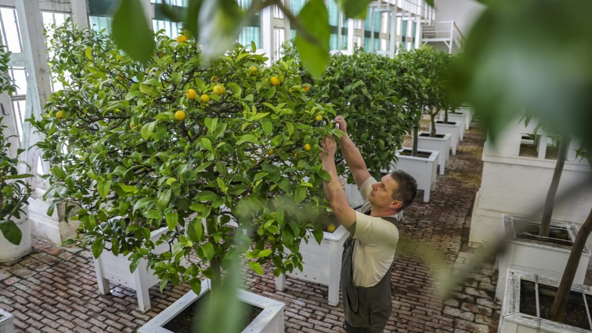 Citricele de ghiveci necesită fertilizare la 1-2 săptămâni pentru a rodi bogat