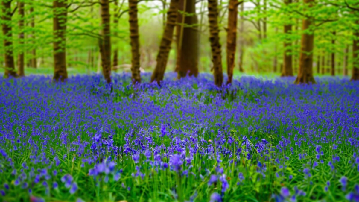 Pădurea Hallerbos oferă un spectacol violet pe 555 de hectare